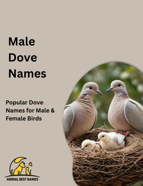 Male dove names image showing doves with noble posture, graceful feathers, and calm expressions.