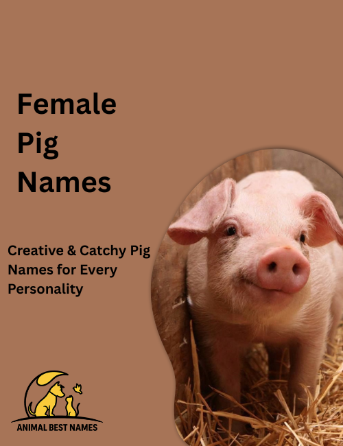 Sweet female pig with soft pink skin and bright eyes, standing in a sunny farmyard with green grass around.