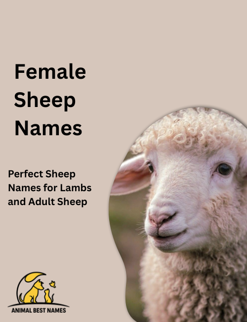 Gentle female sheep with soft white wool and calm eyes, standing in a green meadow under a clear sky.