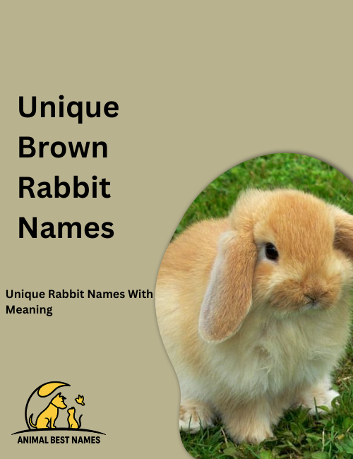 Distinctive brown rabbit with unusual fur patterns and bright alert eyes, sitting in a lush grassy meadow.