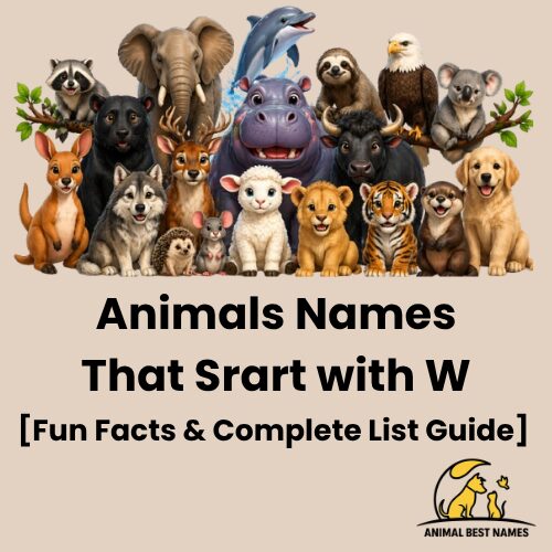 Collection of animals whose names start with W, including wolf, walrus, and whale, shown in a natural wildlife setting.